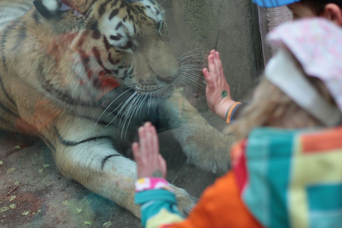 Kind mit Tiger im Zoo