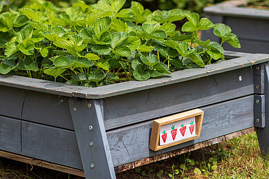 Hochbeet mit Erdbeerpflanzen. Vorne am Hochbeet ein Schild mit gemalten Erdbeeren