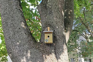 Am dicken Stamm einer großen Eiche hängt direkt über der Gabelung ein kleines Vogelhäuschen. Unter der Öffnung ist ein Rund ausgeschnittenes Foto einer Meise angeklebt.