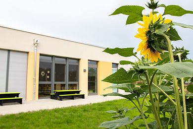 Der Kopf einer Sonnenblume zeigt zur Terrasse der Kita. Im Hintergrund sieht man die Bänkchen stehen.