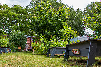 Rechts Hochbeete im Vordergrund, dazwischen Beerensträucher und Rasen, im Hintergrund Bäume und eine Holzhütte